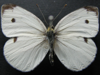 Adult Male Upper of Cabbage White - Pieris rapae